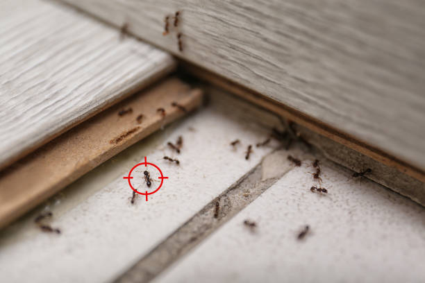 Best Wildlife Control Services  in Bridgeport, IL