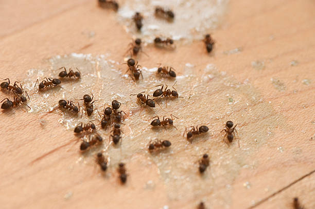 Best Pest Removal Services  in Bridgeport, IL