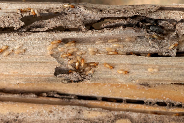 Bridgeport, IL Pest Control Company