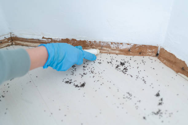 Best Exterminator Services  in Bridgeport, IL