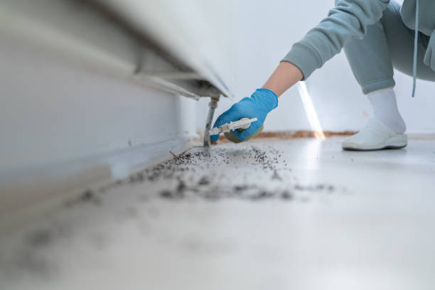 Best Wasp Removal Services  in Bridgeport, IL